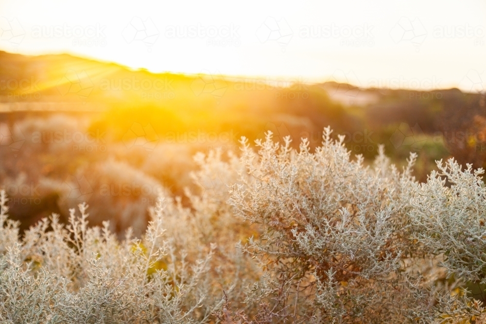 Seaside vegetation plants and shrubs on the coastline at sunset - Australian Stock Image