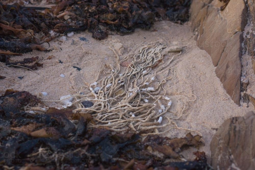 Seaweed and rope washed up on the beach near rocks - Australian Stock Image