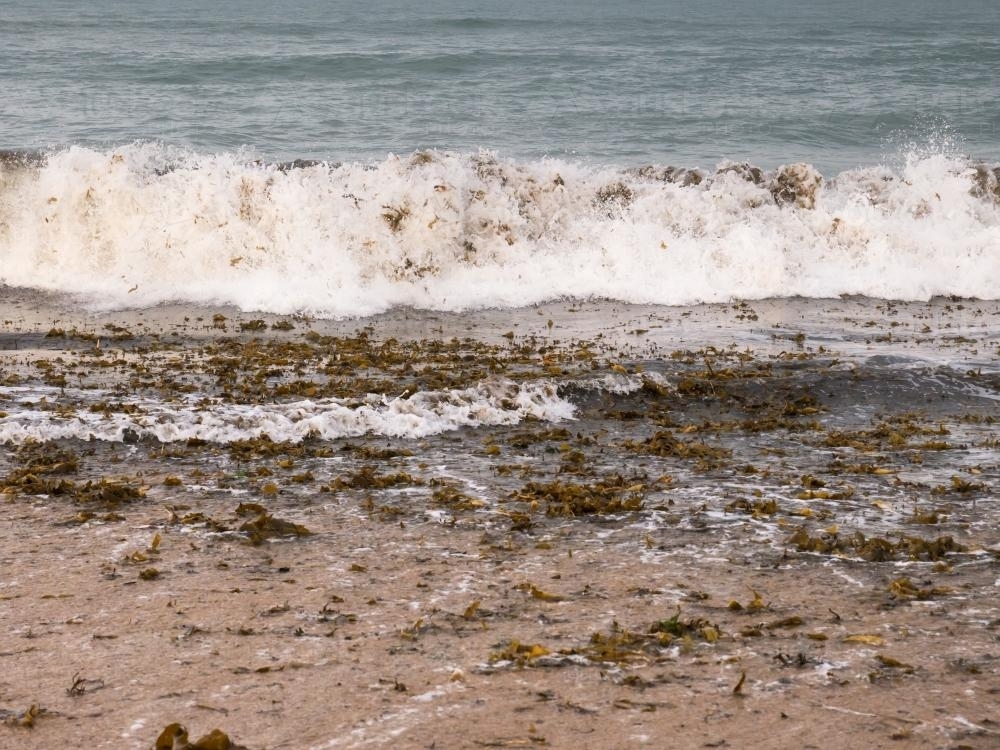 Image of Seaweed being washed up on a sandy beach by waves Austockphoto