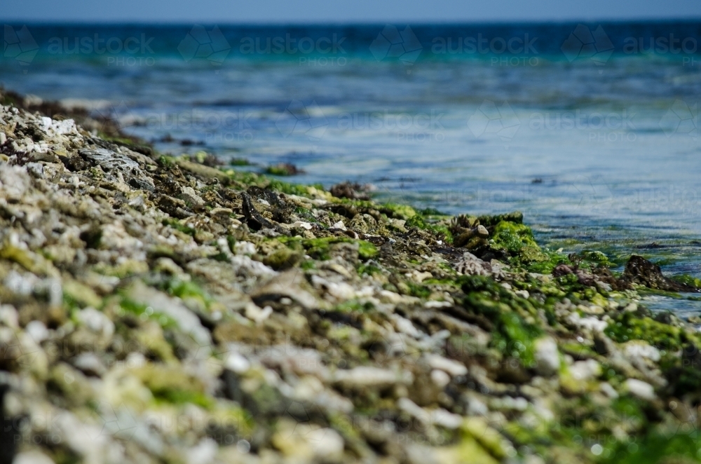 Seaweed covered, rocky edge of the ocean - Australian Stock Image