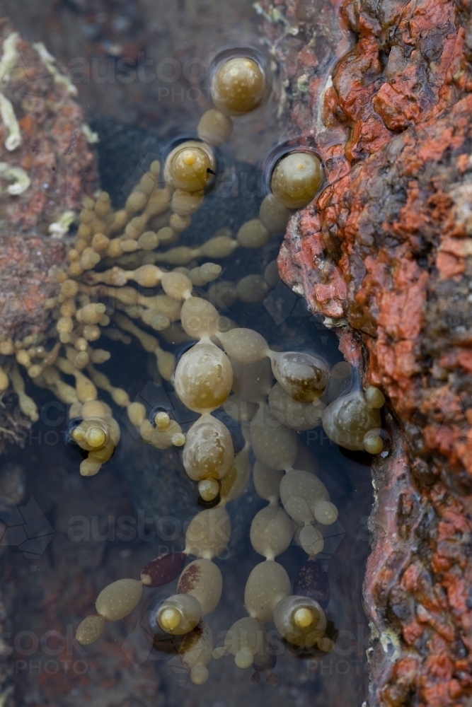 Seaweed known as Neptune's necklace (Hormosira banksii) in a rockpool in Tasmania - Australian Stock Image