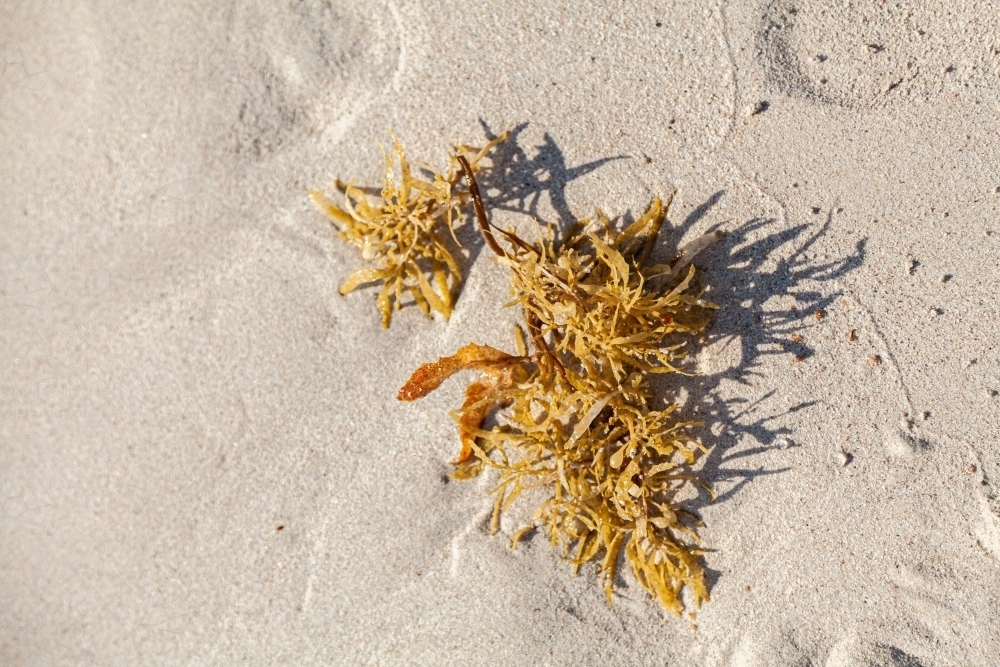 Seaweed on sand at beach - Australian Stock Image
