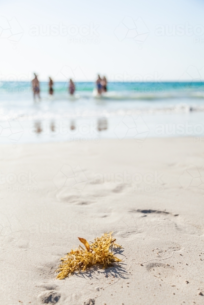 Seaweed washed ashore on beach, sunlit with people in background - Australian Stock Image