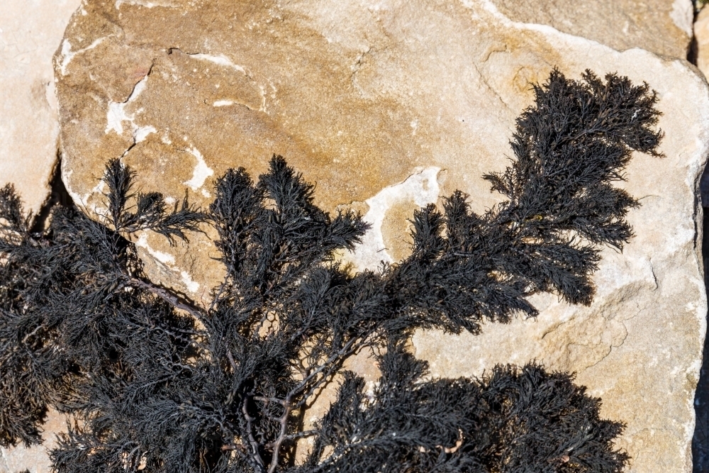 seaweed washed up on rock - Australian Stock Image