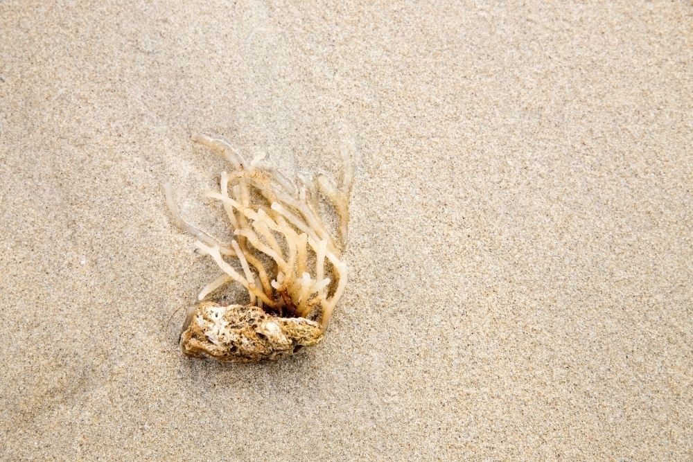 seaweed washed up onto beach - Australian Stock Image