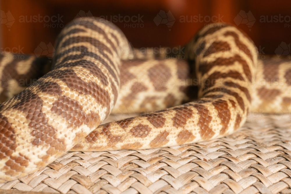 Section of a Stimson's Python body wrapped around itself - Australian Stock Image