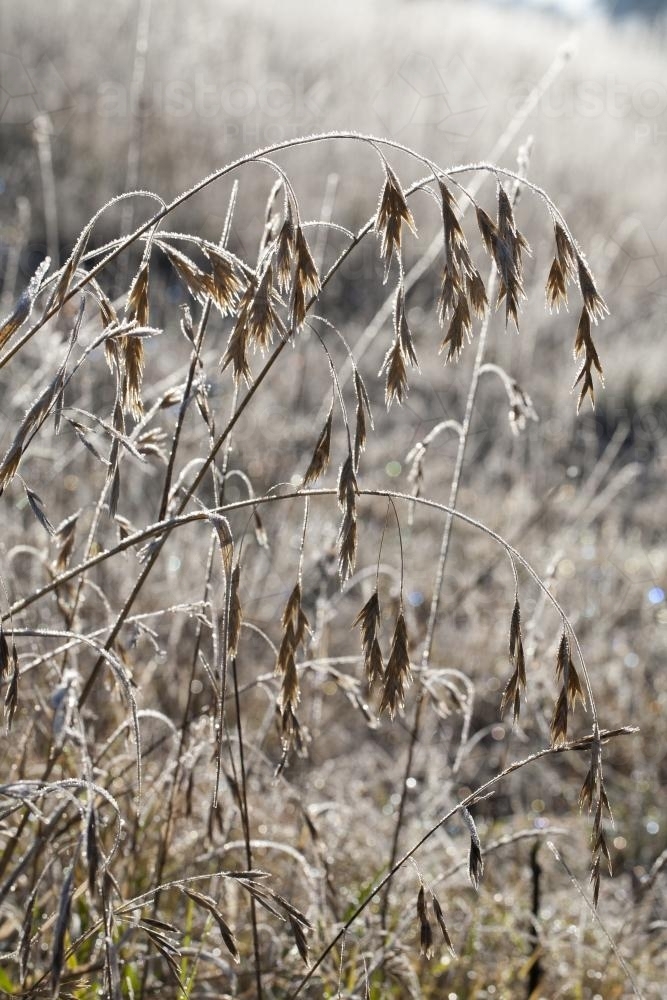seed heads and grasses covered in frost during winter - Australian Stock Image