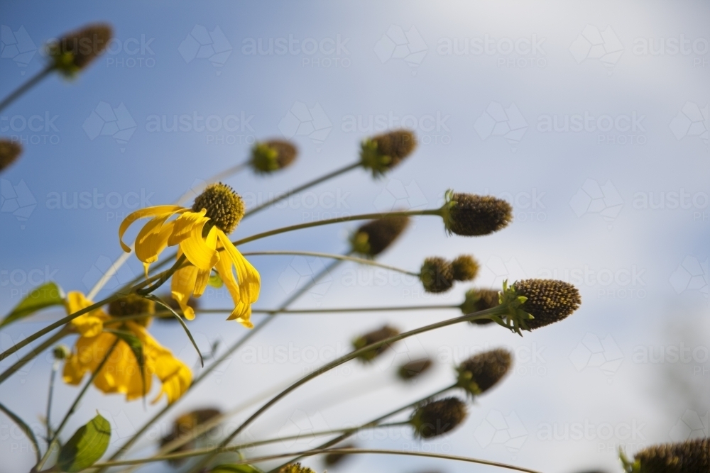 Seed heads and yellow daisy flowers of Rudbeckia laciniata in a garden - Australian Stock Image