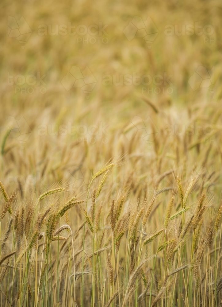 Seed-heads of cereal crop (wheat or triticale) - Australian Stock Image