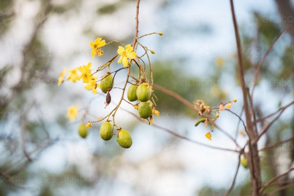 Seed pods and flowers on a Kapok Tree - Australian Stock Image