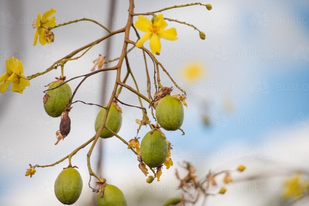 Seed pods and flowers on an Australian Kapok Tree - Australian Stock Image