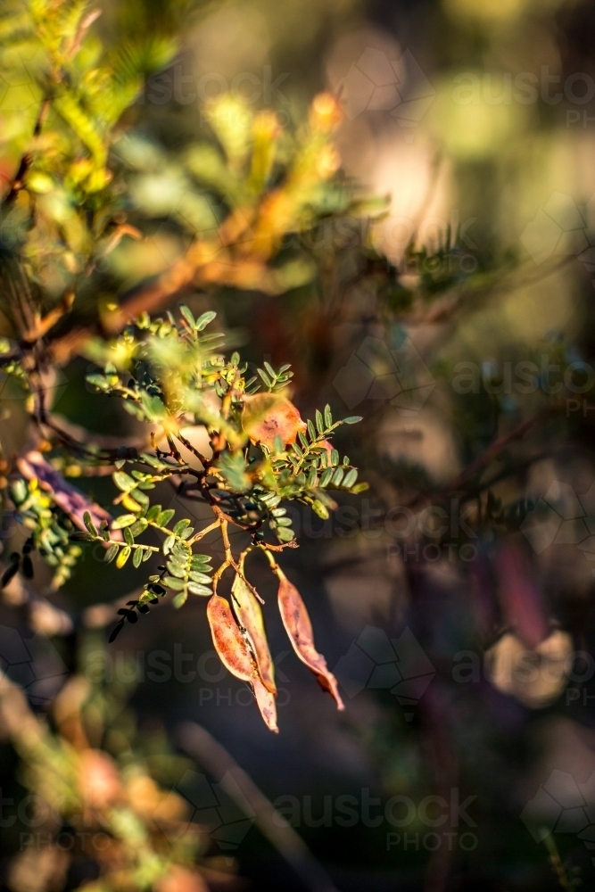 Seed pods from a native shrub glow in the early morning light - Australian Stock Image