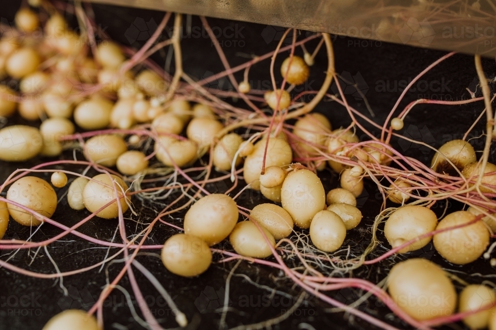 Seed potatoes growing - Australian Stock Image