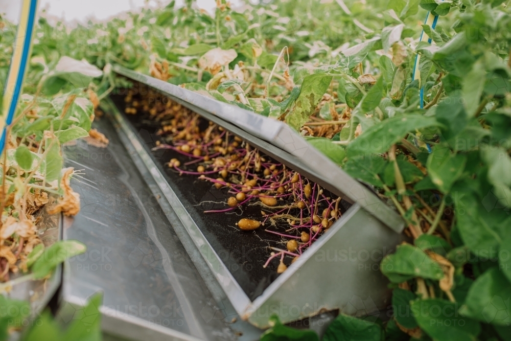 Seed potatoes growing - Australian Stock Image