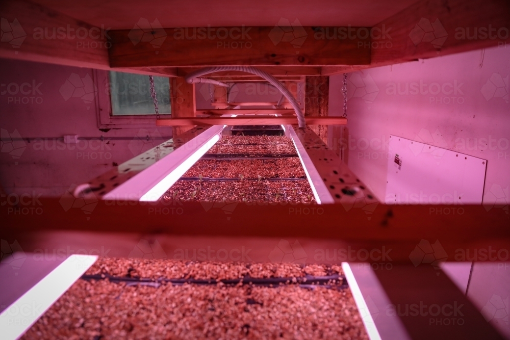 Seed raising on flower farm indoors under pink grow lights - Australian Stock Image
