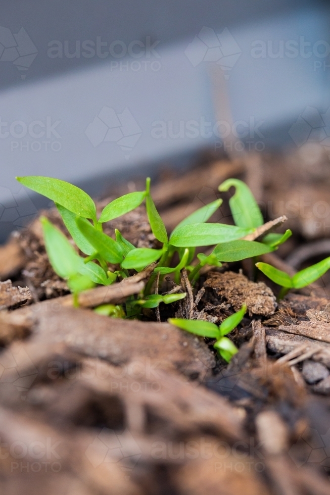 Seedling capsicum plants growing in a garden - Australian Stock Image