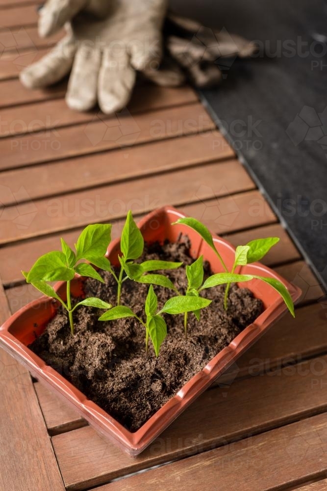 seedling in a tray, ready to be planted - Australian Stock Image