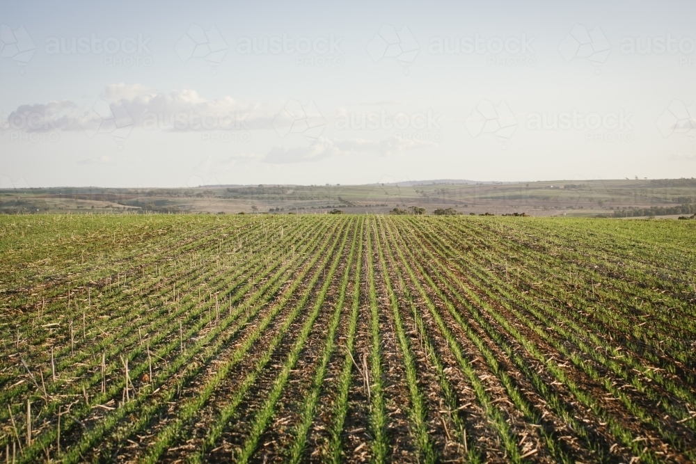Seedling wheat crop in the Wheatbelt of Western Australia - Australian Stock Image