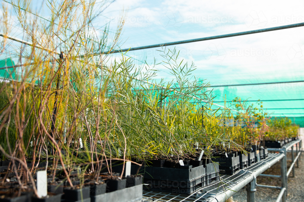 seedlings and young plants in a nursery greenhouse - Australian Stock Image