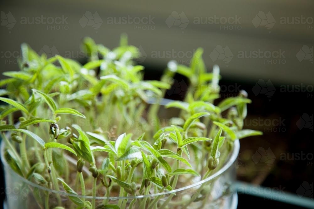 Seeds sprouting in a container inside - Australian Stock Image