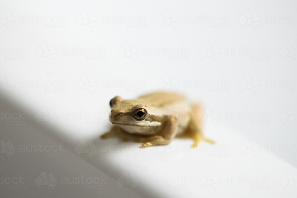 selective focus and shallow depth of field on the head of a small amphibian tree frog - Australian Stock Image