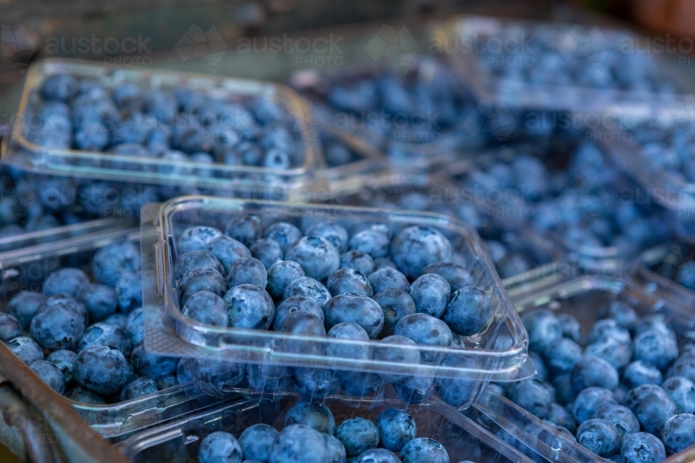 Selective focus of punnets of fresh juicy blueberries - Australian Stock Image