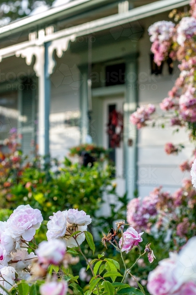 Selective focus on pale pink and white roses in a cottage garden - Australian Stock Image