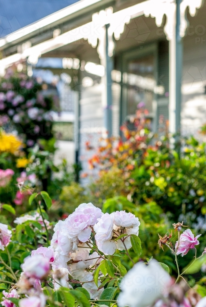 Selective focus on pale pink and white roses in a cottage garden - Australian Stock Image