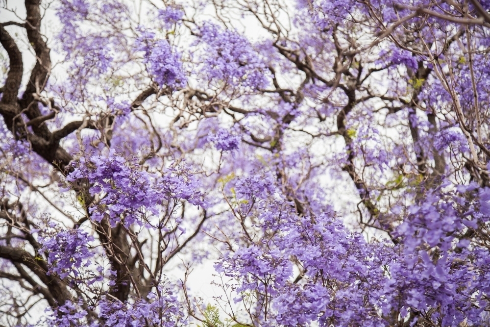 Selective focus on purple flowers of jacaranda tree in spring - Australian Stock Image