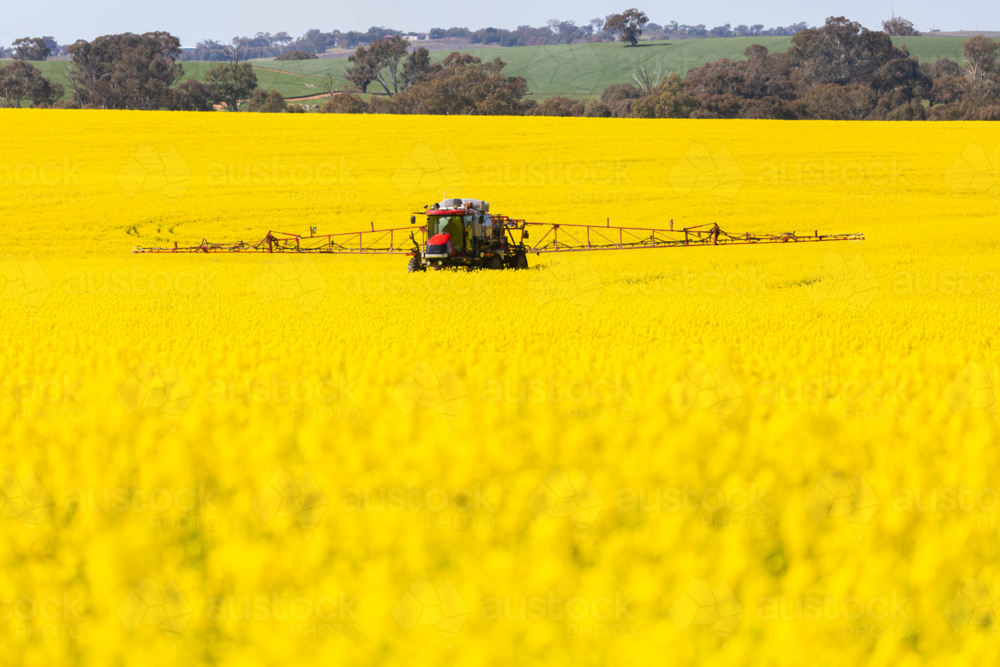 Self propelled boom sprayer spraying insecticide on flowering canola - Australian Stock Image