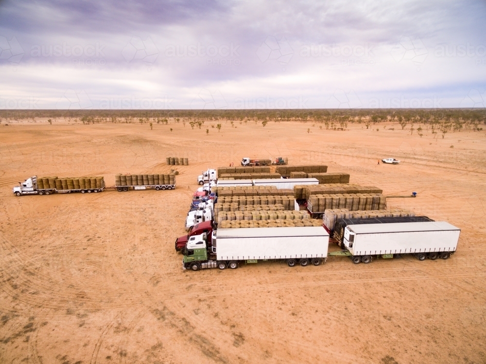 Semi-trailer trucks lined up and loaded with large hay bales for drought relief. - Australian Stock Image