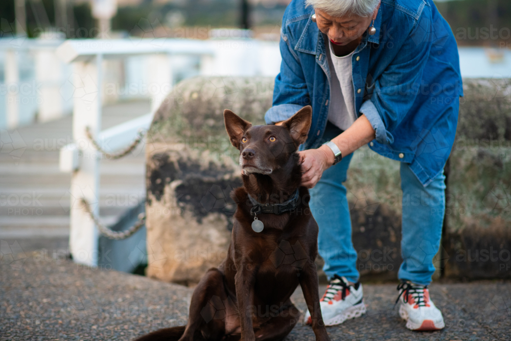 senior asian woman wome red kelpie dog - Australian Stock Image