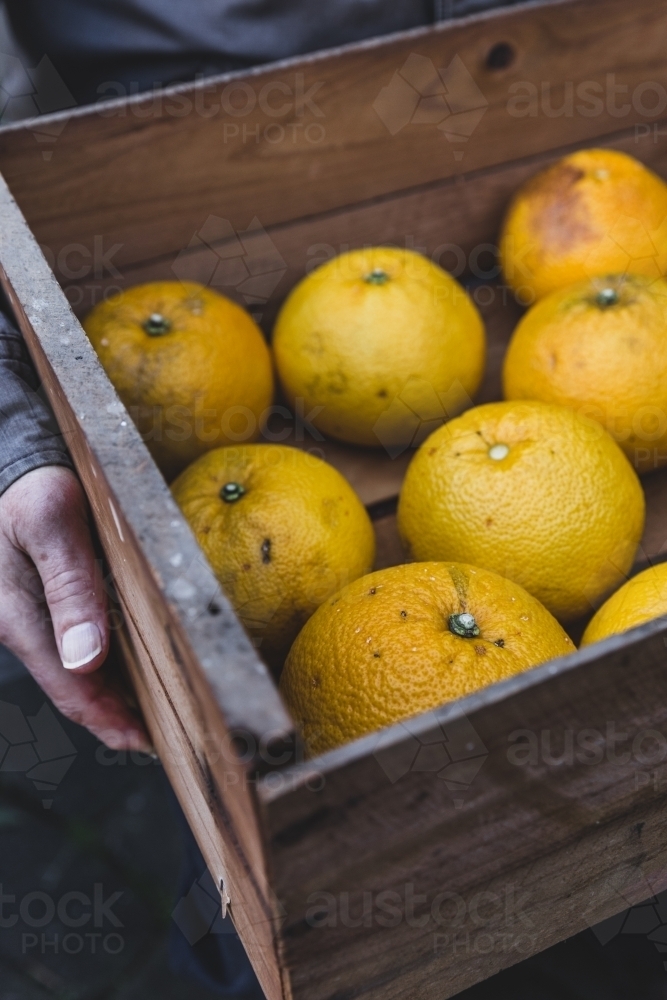 Senior man carrying timber box of freshly picked citrus fruit - Australian Stock Image