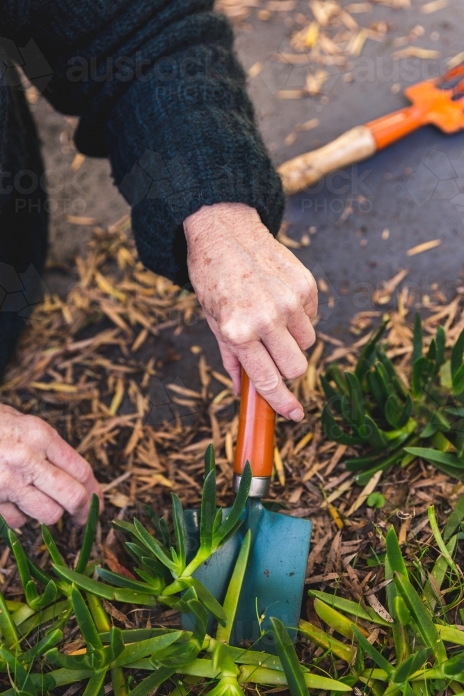 Senior woman gardening, clearing away weeds and digging up native pigface succulent - Australian Stock Image