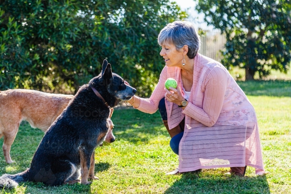 Senior woman playing with her pet dogs outside with a ball - Australian Stock Image
