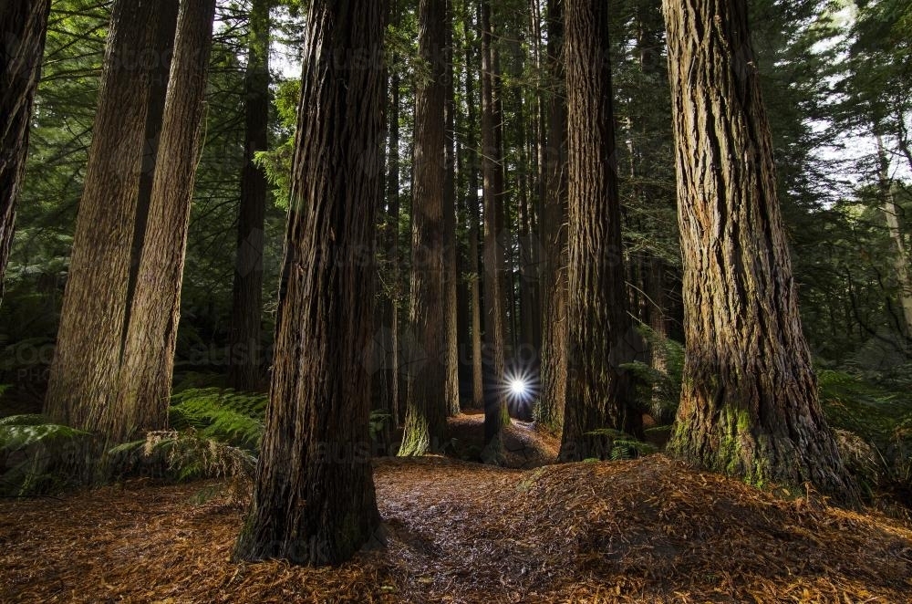 Sequoia Trees - Australian Stock Image