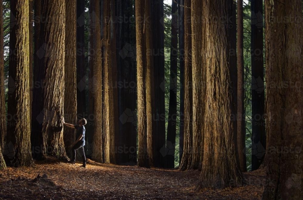 Sequoia Tress with Man Looking Up - Australian Stock Image