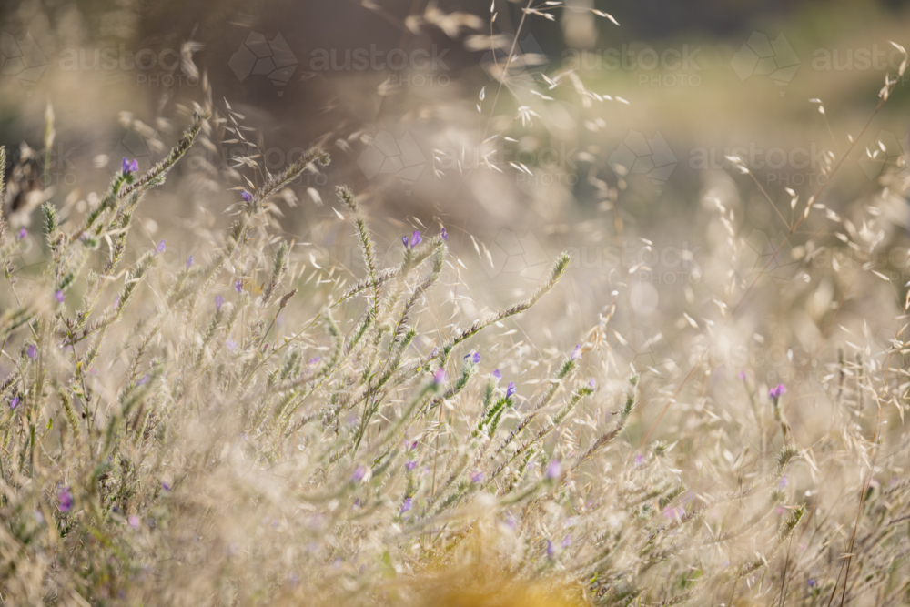 Serene meadow with wild grasses and purple flowers in golden spring afternoon sunlight - Australian Stock Image