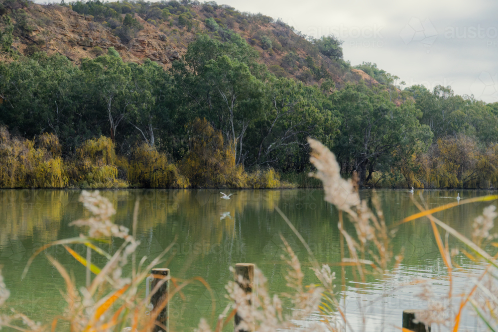 Serene Murray River Scene with Gum Trees and a Reed Foreground - Australian Stock Image