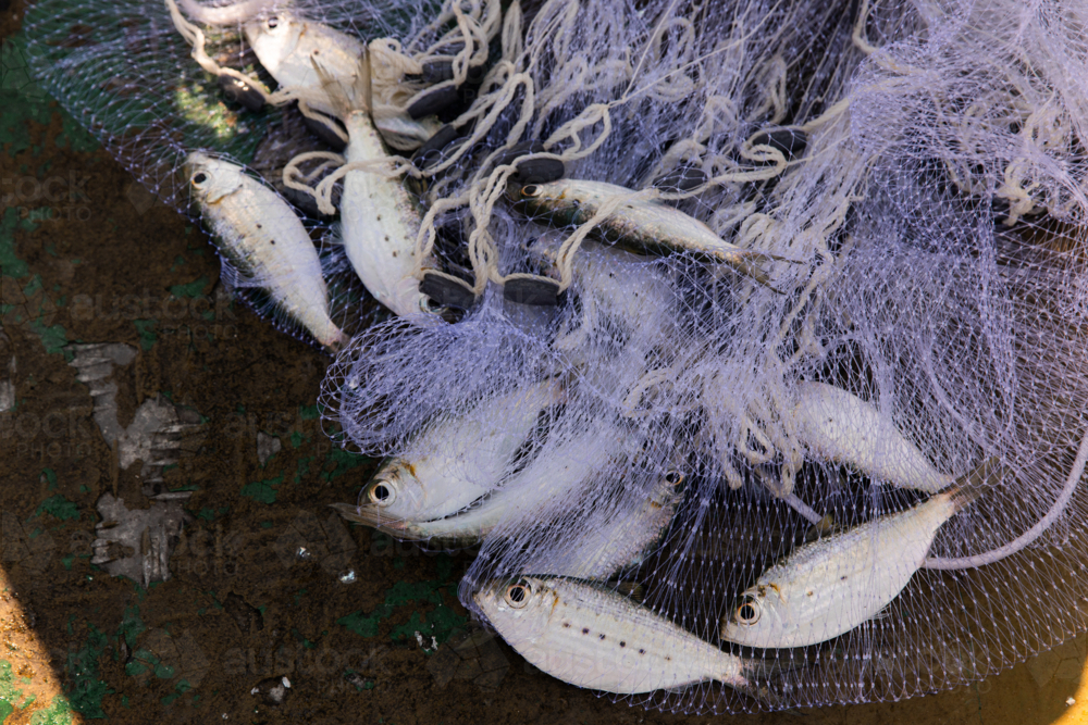 several bait fish caught in a cast net in the shade - Australian Stock Image