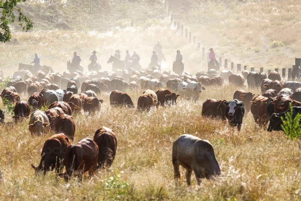 Several horse riders mustering cattle along a fence line. - Australian Stock Image