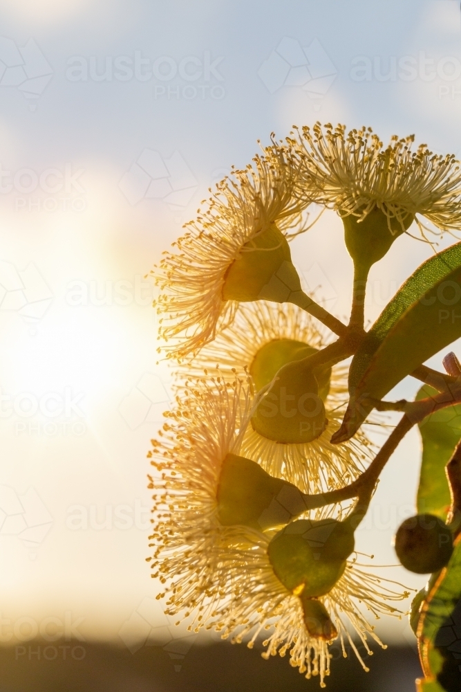 Several marri flowers with leaves against sky - Australian Stock Image