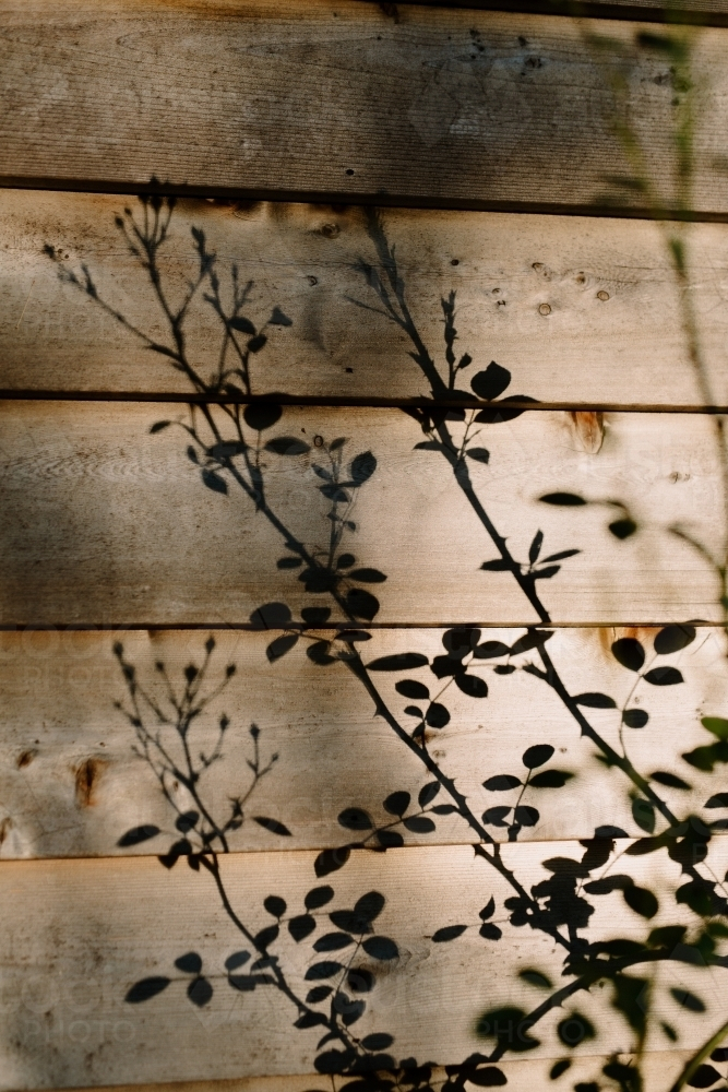 Shadow of rose bush leaves on rustic wood panel wall in the late afternoon sun - Australian Stock Image