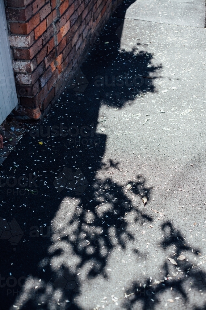 Shadow of trees on concrete in front of building - Australian Stock Image