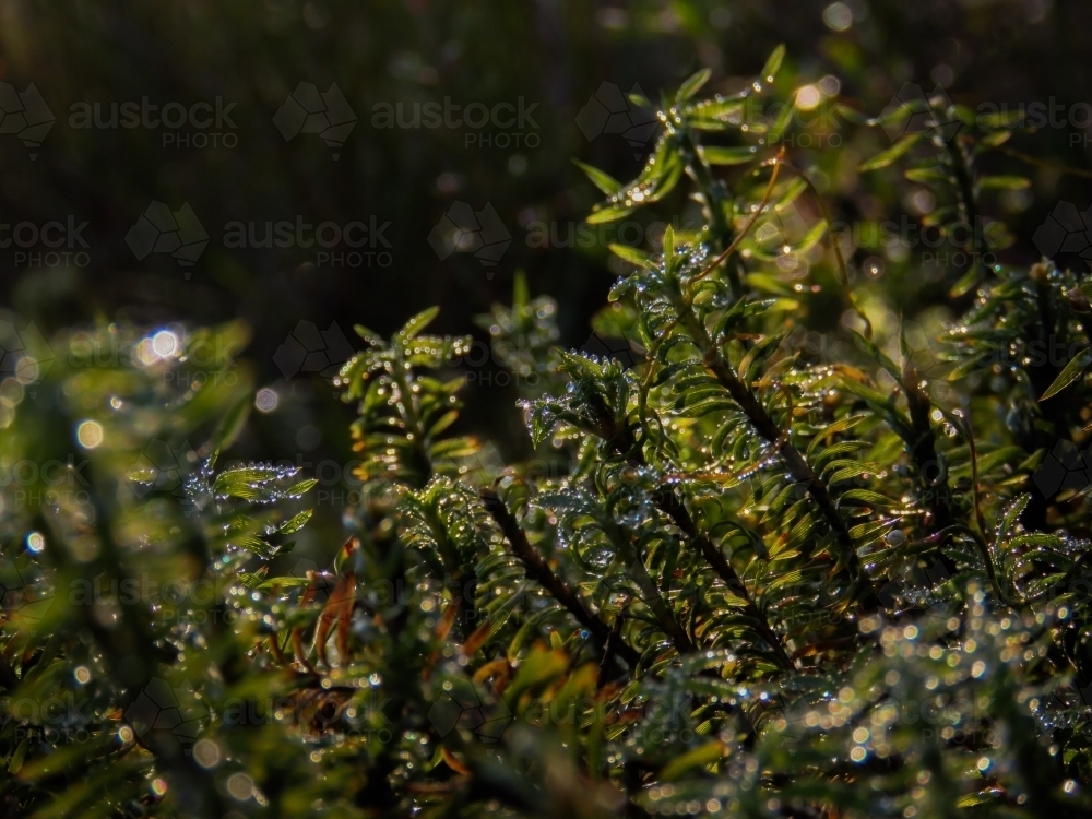 Shadowed droplets on tiny leaves - Australian Stock Image