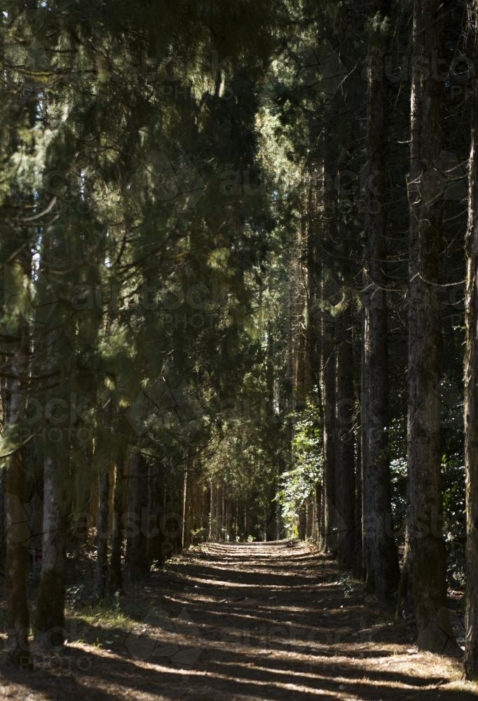 Shadowed path through rows of towering pine trees - Australian Stock Image