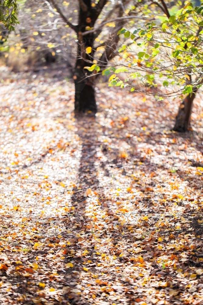 Shadows of tree in fallen autumn leaves - Australian Stock Image