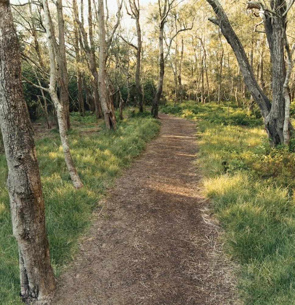 Shady bush track lined by trees and green grass - Australian Stock Image