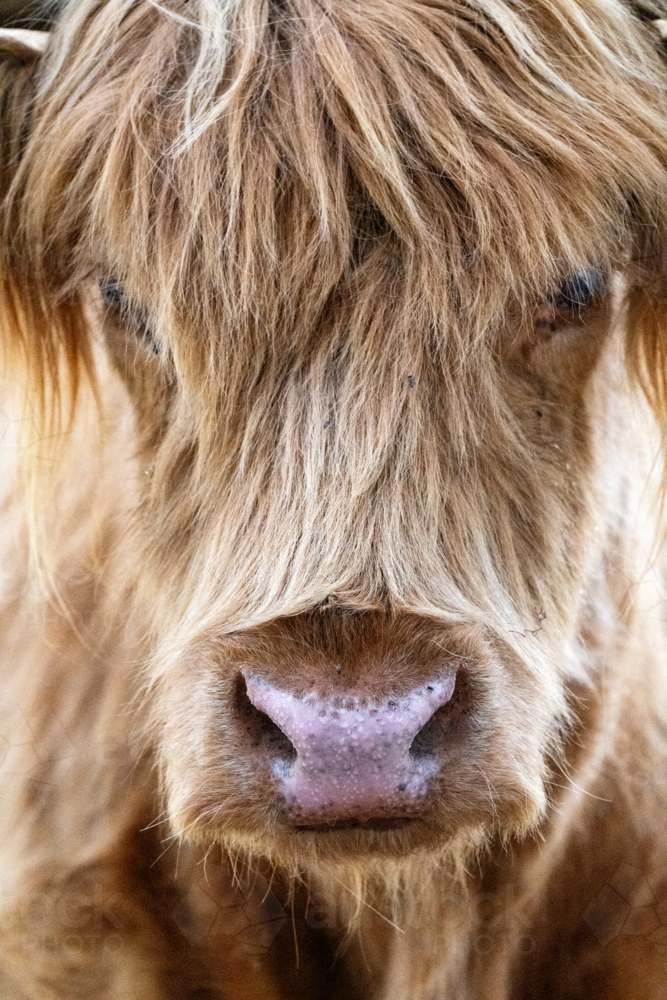 Shaggy-haired Highland cow close-up with pink nose and long fringe. - Australian Stock Image