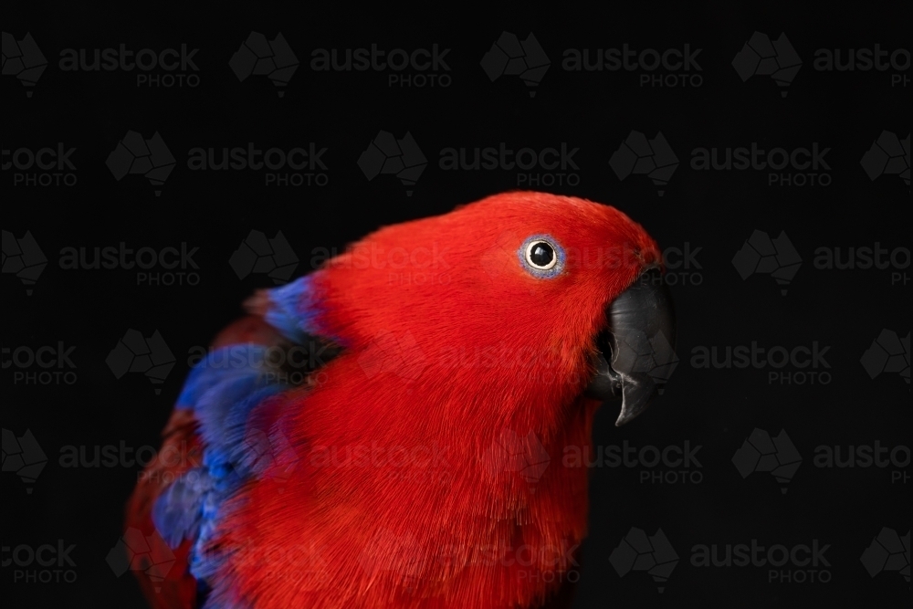 shallow depth of field photo of a female captive red and blue eclectus parrot (Eclectus roratus) - Australian Stock Image